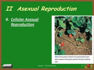II  Asexual ReproductionCellular Asexual ReproductionSection 1:  The Cell Cycle (1)19