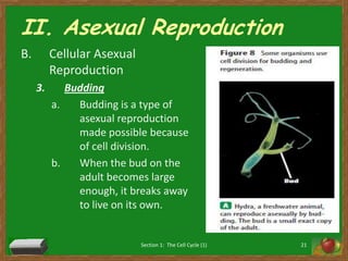 II. Asexual ReproductionCellular Asexual ReproductionBudding Budding is a type of asexual reproduction made possible because of cell division. When the bud on the adult becomes large enough, it breaks away to live on its own.Section 1:  The Cell Cycle (1)21