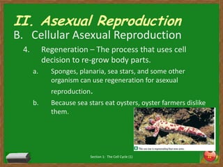 II. Asexual ReproductionCellular Asexual ReproductionRegeneration– The process that uses cell decision to re-grow body parts. Sponges, planaria, sea stars, and some other organism can use regeneration for asexual reproduction. Because sea stars eat oysters, oyster farmers dislike them.  Section 1:  The Cell Cycle (1)22