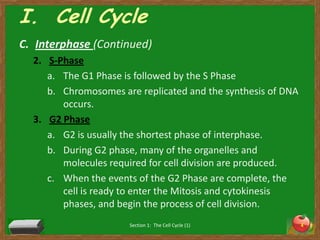 I.  Cell CycleInterphase(Continued)S-PhaseThe G1 Phase is followed by the S PhaseChromosomes are replicated and the synthesis of DNA occurs.G2 PhaseG2 is usually the shortest phase of interphase. During G2 phase, many of the organelles and molecules required for cell division are produced. When the events of the G2 Phase are complete, the cell is ready to enter the Mitosis and cytokinesis phases, and begin the process of cell division.  Section 1:  The Cell Cycle (1)4