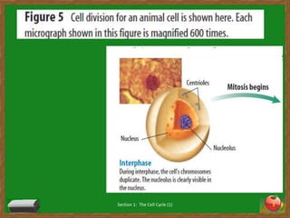 Section 1:  The Cell Cycle (1)5