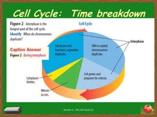 Cell Cycle:  Time breakdownSection 1:  The Cell Cycle (1)6