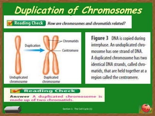 Duplication of ChromosomesSection 1:  The Cell Cycle (1)7