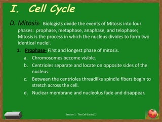 I.  Cell CycleMitosis-  Biologists divide the events of Mitosis into four phases:  prophase, metaphase, anaphase, and telophase;   Mitosis is the process in which the nucleus divides to form two identical nuclei. Prophase- First and longest phase of mitosis. Chromosomes become visible. Centrioles separate and locate on opposite sides of the nucleus. Between the centrioles threadlike spindle fibers begin to stretch across the cell. Nuclear membrane and nucleolus fade and disappear. Section 1:  The Cell Cycle (1)8