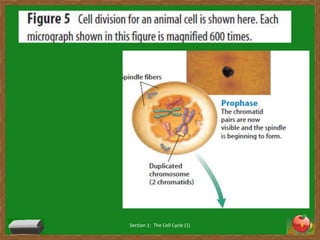 Section 1:  The Cell Cycle (1)9