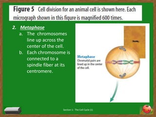 Chapter 4 section 1 (cell divsion and mitosis) | PPT