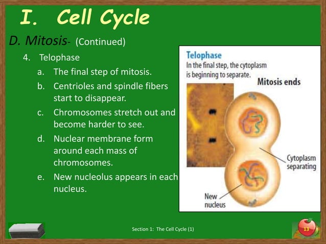 Chapter 4 section 1 (cell divsion and mitosis) | PPT