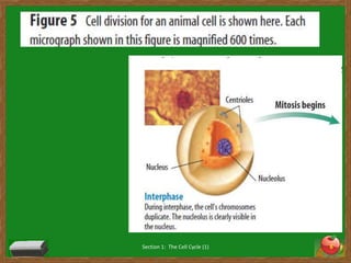 Chapter 4 section 1 (cell divsion and mitosis) | PPT