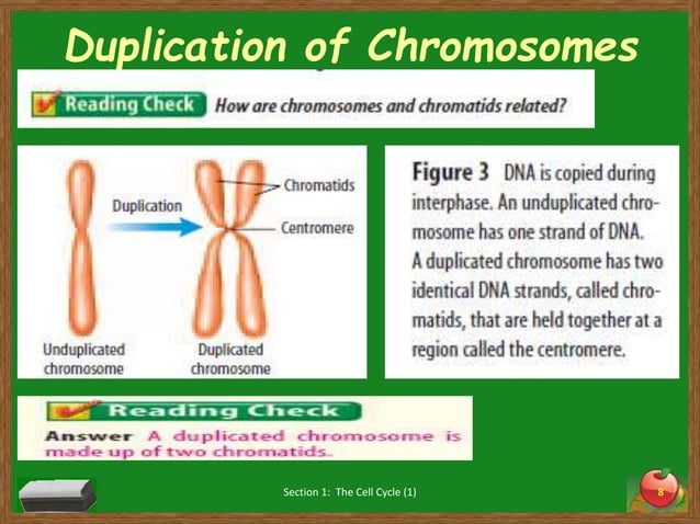 Chapter 4 section 1 (cell divsion and mitosis) | PPT