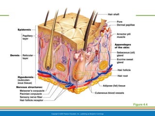 Skin Science Chapter Chapter 4 skin power point | PPTX