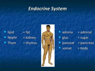 Endocrine System





lipid
Nephr
Thym

= fat
= kidney
= thymus






adrena
gluc
panceat
somat

= adrenal
= sugar
= pancreas
= body

 