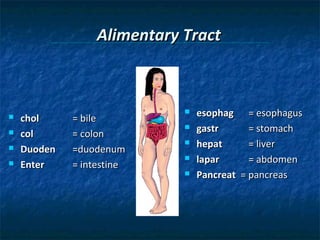 Alimentary Tract






chol
col
Duoden
Enter

= bile
= colon
=duodenum
= intestine







esophag = esophagus
gastr
= stomach
hepat
= liver
lapar
= abdomen
Pancreat = pancreas

 