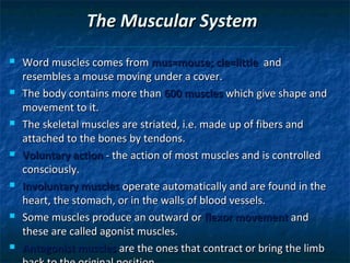 The Muscular System














Word muscles comes from mus=mouse; cle=little and
resembles a mouse moving under a cover.
The body contains more than 600 muscles which give shape and
movement to it.
The skeletal muscles are striated, i.e. made up of fibers and
attached to the bones by tendons.
Voluntary action - the action of most muscles and is controlled
consciously.
Involuntary muscles operate automatically and are found in the
heart, the stomach, or in the walls of blood vessels.
Some muscles produce an outward or flexor movement and
these are called agonist muscles.
Antagonist muscles are the ones that contract or bring the limb

 
