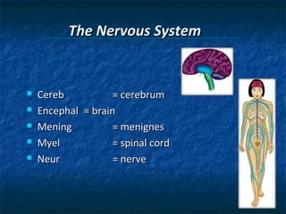 The Nervous System







Cereb
= cerebrum
Encephal = brain
Mening
= menignes
Myel
= spinal cord
Neur
= nerve

 