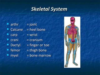 Skeletal System








arthr
Calcane
carp
crani
Dactyl
femor
myel

= joint
= heel bone
= wrist
= cranium
= finger or toe
= thigh bone
= bone marrow

 
