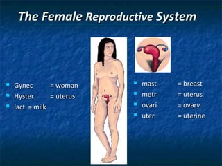 The Female Reproductive System





Gynec
= woman
Hyster
= uterus
lact = milk






mast
metr
ovari
uter

= breast
= uterus
= ovary
= uterine

 