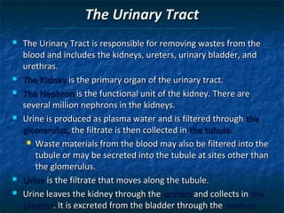 The Urinary Tract










The Urinary Tract is responsible for removing wastes from the
blood and includes the kidneys, ureters, urinary bladder, and
urethras.
The Kidney is the primary organ of the urinary tract.
The Nephron is the functional unit of the kidney. There are
several million nephrons in the kidneys.
Urine is produced as plasma water and is filtered through the
glomerulus, the filtrate is then collected in the tubule.
 Waste materials from the blood may also be filtered into the
tubule or may be secreted into the tubule at sites other than
the glomerulus.
Urine is the filtrate that moves along the tubule.
Urine leaves the kidney through the ureters and collects in the
bladder. It is excreted from the bladder through the urethra.

 