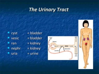 The Urinary Tract







cyst
vesic
ren
nephr
uria

= bladder
= bladder
= kidney
= kidney
= urine

 