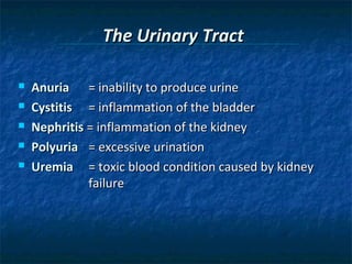 The Urinary Tract






Anuria = inability to produce urine
Cystitis = inflammation of the bladder
Nephritis = inflammation of the kidney
Polyuria = excessive urination
Uremia = toxic blood condition caused by kidney
failure

 