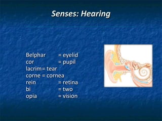 Senses: Hearing

Belphar
= eyelid
cor
= pupil
lacrim = tear
corne = cornea
rein
= retina
bi
= two
opia
= vision

 