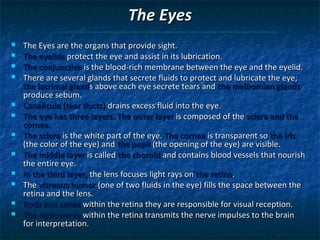 The Eyes














The Eyes are the organs that provide sight.
The eyelids protect the eye and assist in its lubrication.
The conjunctiva is the blood-rich membrane between the eye and the eyelid.
There are several glands that secrete fluids to protect and lubricate the eye;
the lacrimal glands above each eye secrete tears and the meibomian glands
produce sebum.
Canalicula (tear ducts) drains excess fluid into the eye.
The eye has three layers. The outer layer is composed of the sclera and the
cornea.
The sclera is the white part of the eye. The cornea is transparent so the iris
(the color of the eye) and the pupil (the opening of the eye) are visible.
The middle layer is called the choroid and contains blood vessels that nourish
the entire eye.
In the third layer, the lens focuses light rays on the retina.
The vitreous humor (one of two fluids in the eye) fills the space between the
retina and the lens.
Rods and cones within the retina they are responsible for visual reception.
The optic nerve within the retina transmits the nerve impulses to the brain
for interpretation.

 