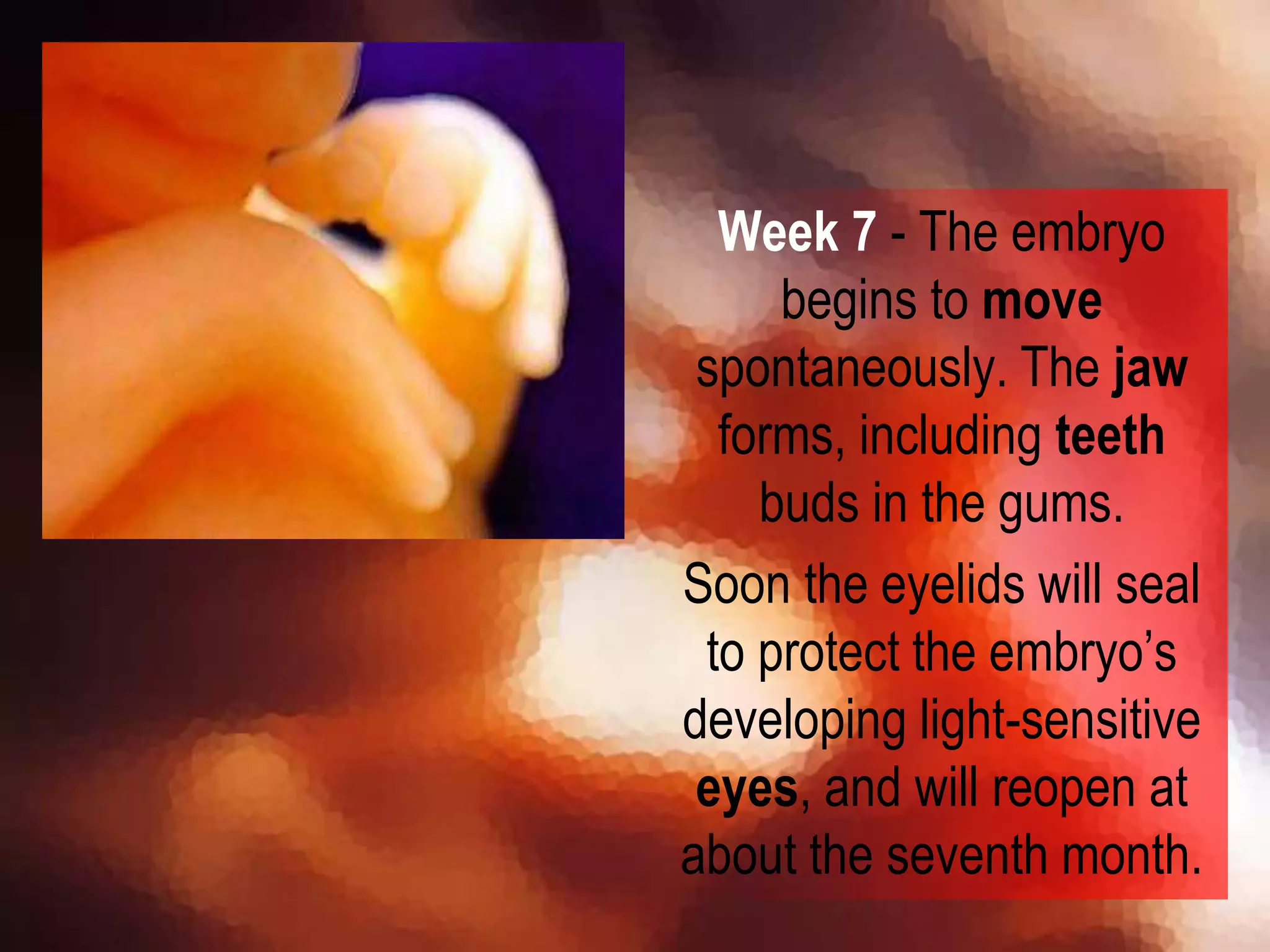 Week 7 - The embryo
begins to move
spontaneously. The jaw
forms, including teeth
buds in the gums.
Soon the eyelids will seal
to protect the embryo’s
developing light-sensitive
eyes, and will reopen at
about the seventh month.
 