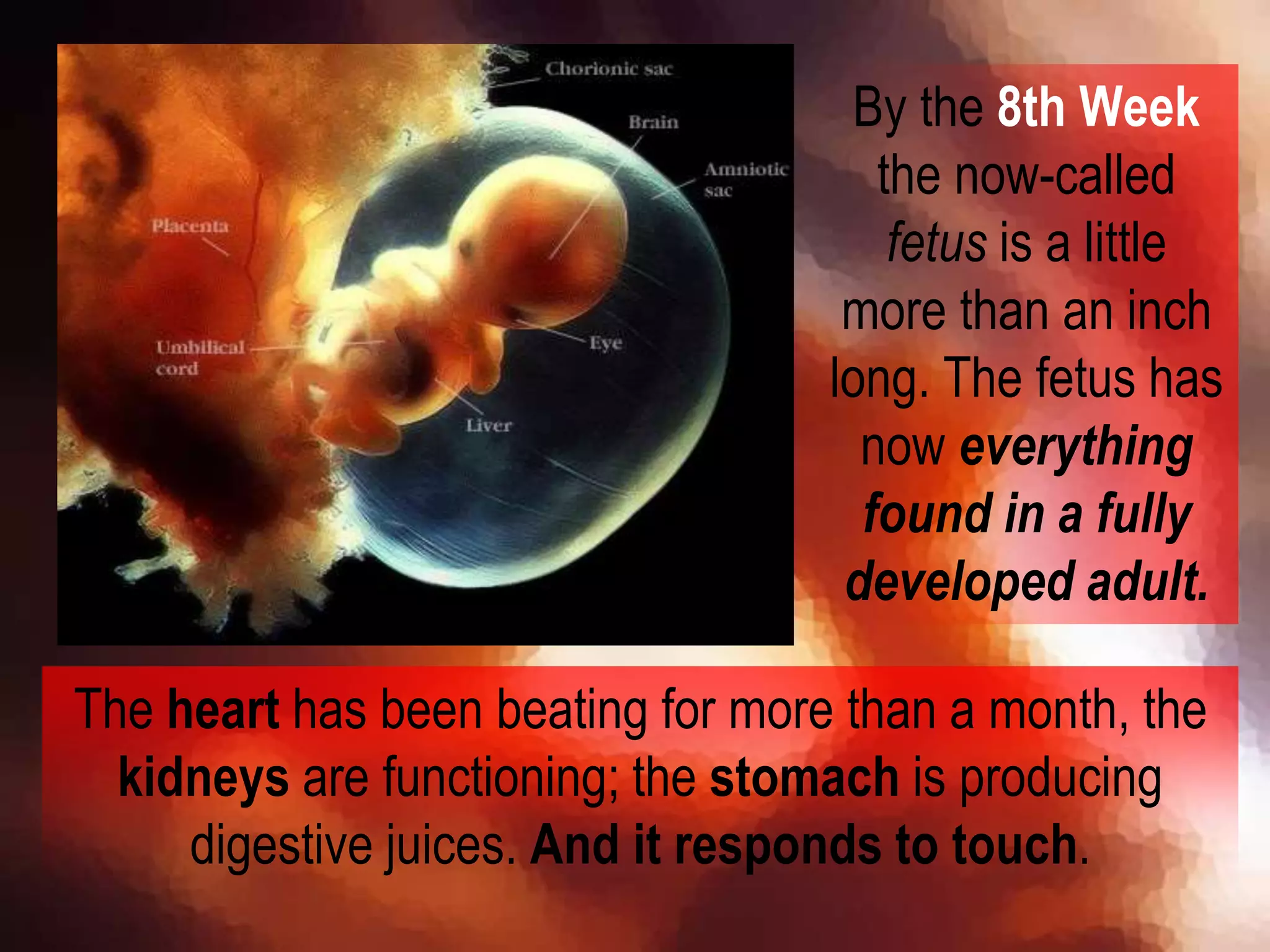By the 8th Week
the now-called
fetus is a little
more than an inch
long. The fetus has
now everything
found in a fully
developed adult.
The heart has been beating for more than a month, the
kidneys are functioning; the stomach is producing
digestive juices. And it responds to touch.
 