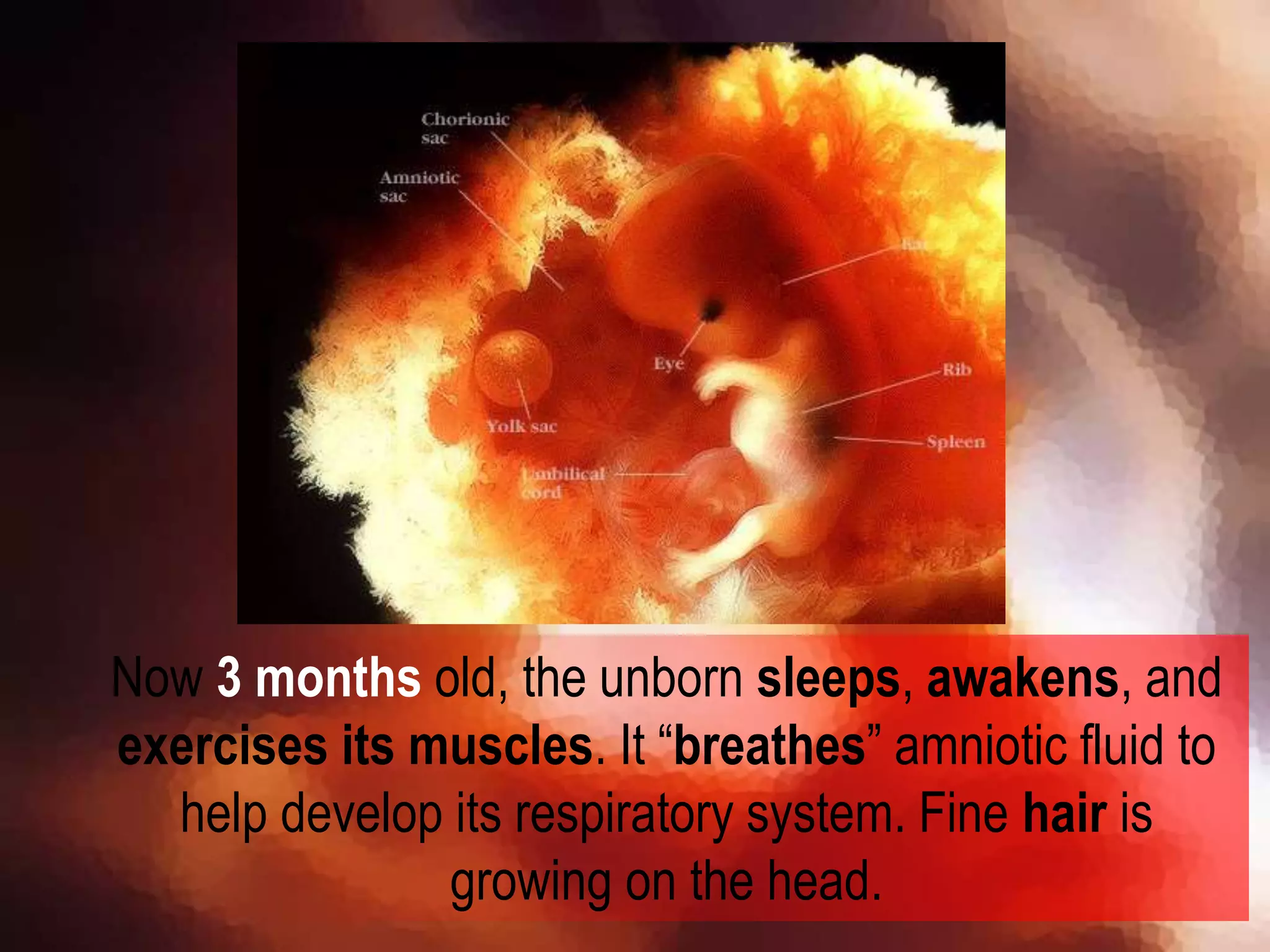 Now 3 months old, the unborn sleeps, awakens, and
exercises its muscles. It “breathes” amniotic fluid to
help develop its respiratory system. Fine hair is
growing on the head.
 
