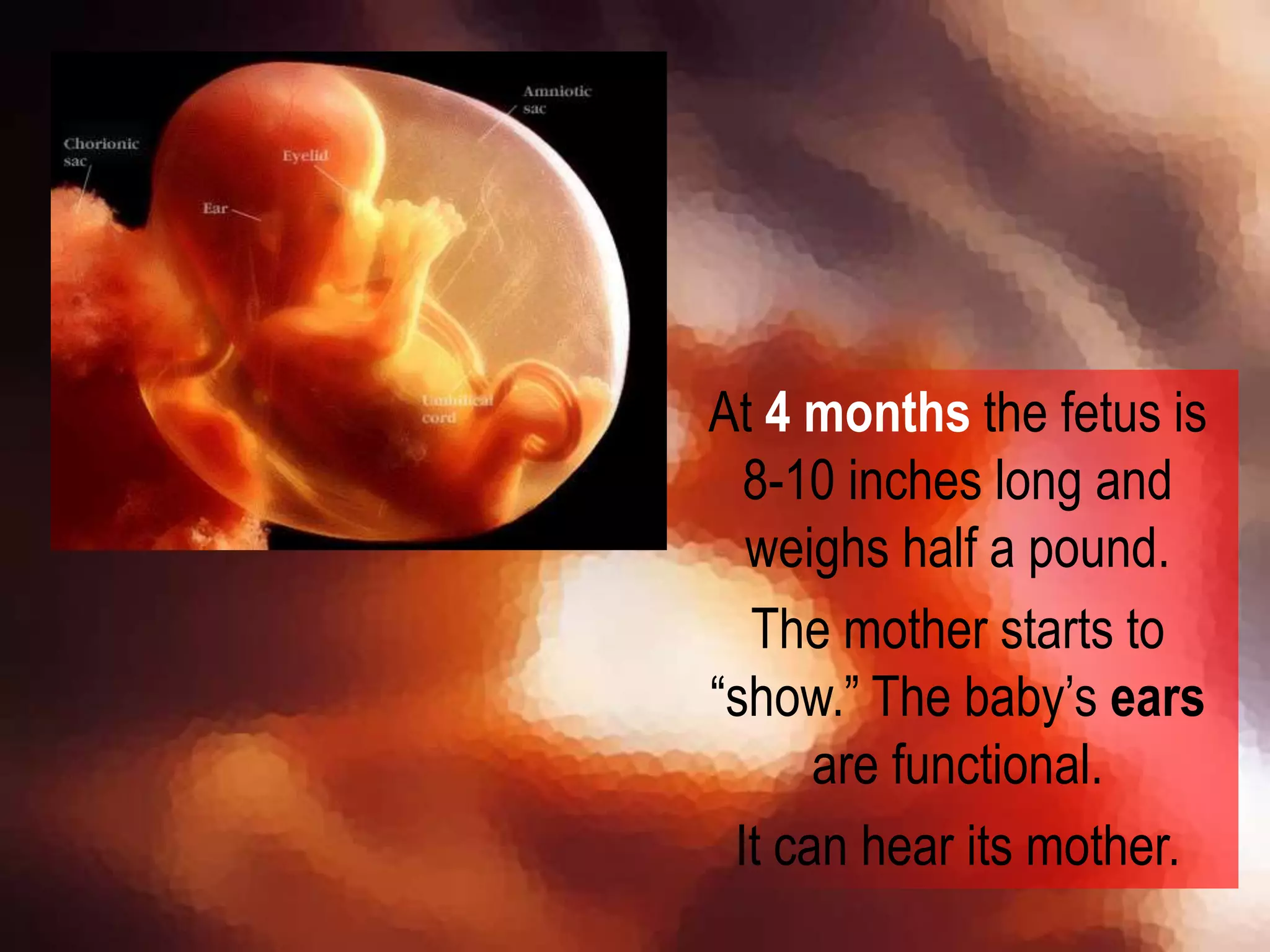 At 4 months the fetus is
8-10 inches long and
weighs half a pound.
The mother starts to
“show.” The baby’s ears
are functional.
It can hear its mother.
 