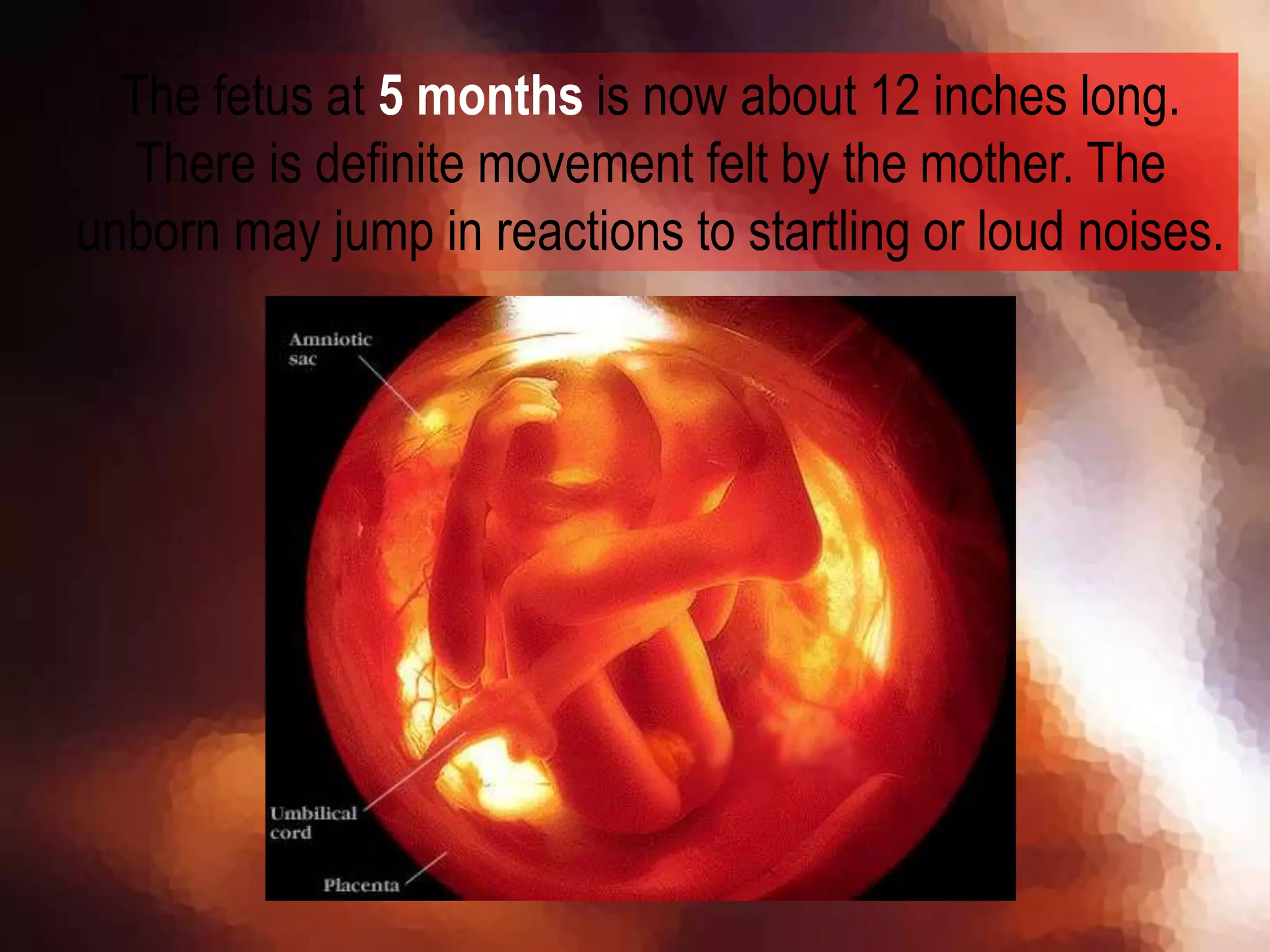 The fetus at 5 months is now about 12 inches long.
There is definite movement felt by the mother. The
unborn may jump in reactions to startling or loud noises.
 