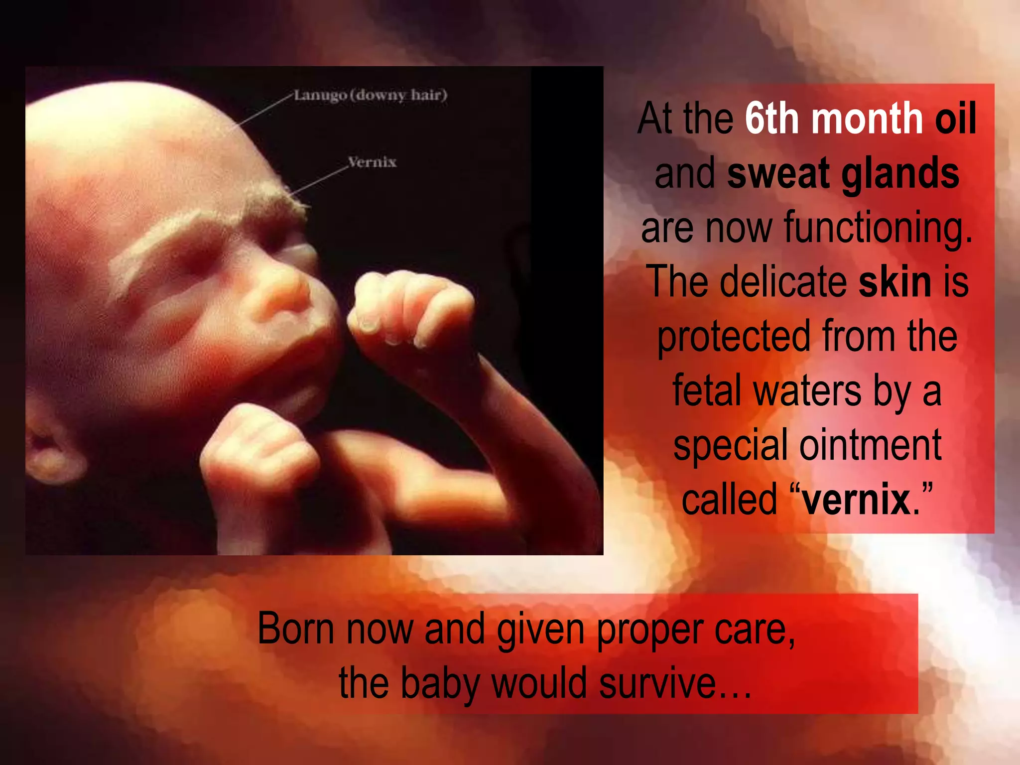 At the 6th month oil
and sweat glands
are now functioning.
The delicate skin is
protected from the
fetal waters by a
special ointment
called “vernix.”
Born now and given proper care,
the baby would survive…
 