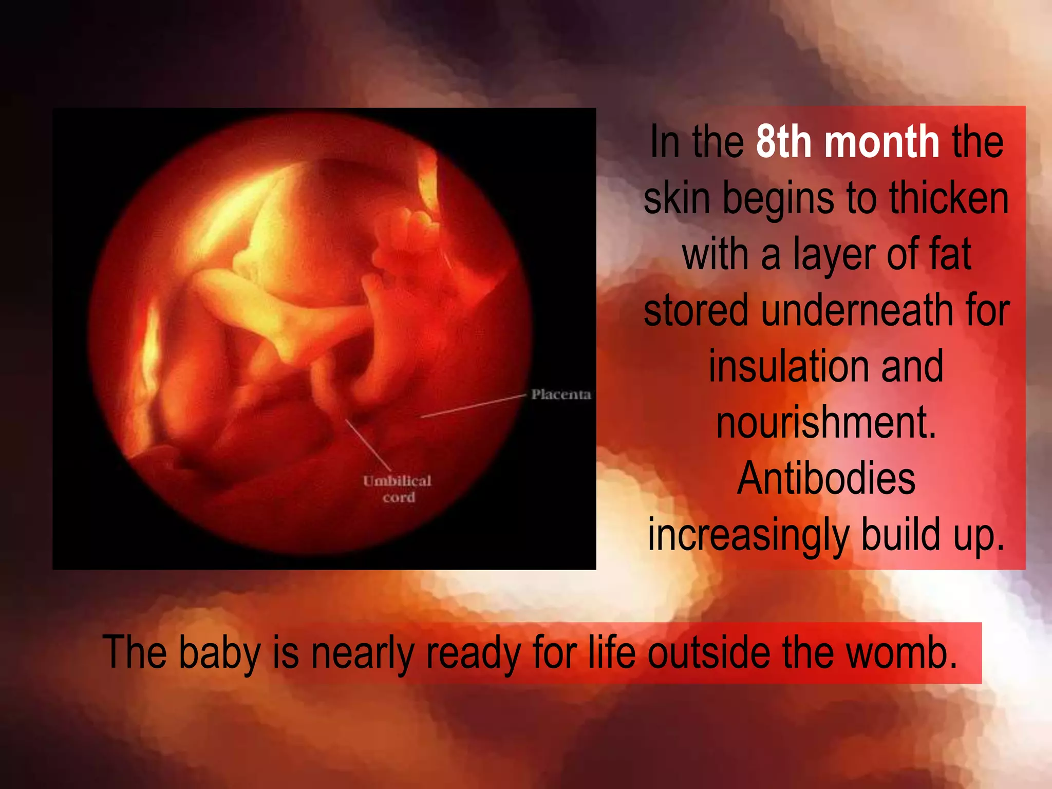 In the 8th month the
skin begins to thicken
with a layer of fat
stored underneath for
insulation and
nourishment.
Antibodies
increasingly build up.
The baby is nearly ready for life outside the womb.
 