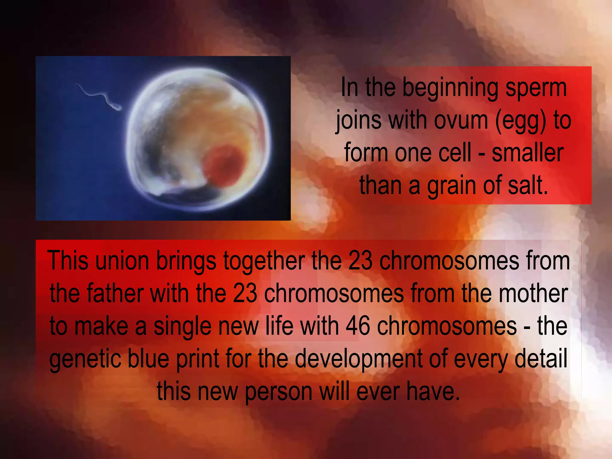 In the beginning sperm
joins with ovum (egg) to
form one cell - smaller
than a grain of salt.
This union brings together the 23 chromosomes from
the father with the 23 chromosomes from the mother
to make a single new life with 46 chromosomes - the
genetic blue print for the development of every detail
this new person will ever have.
 