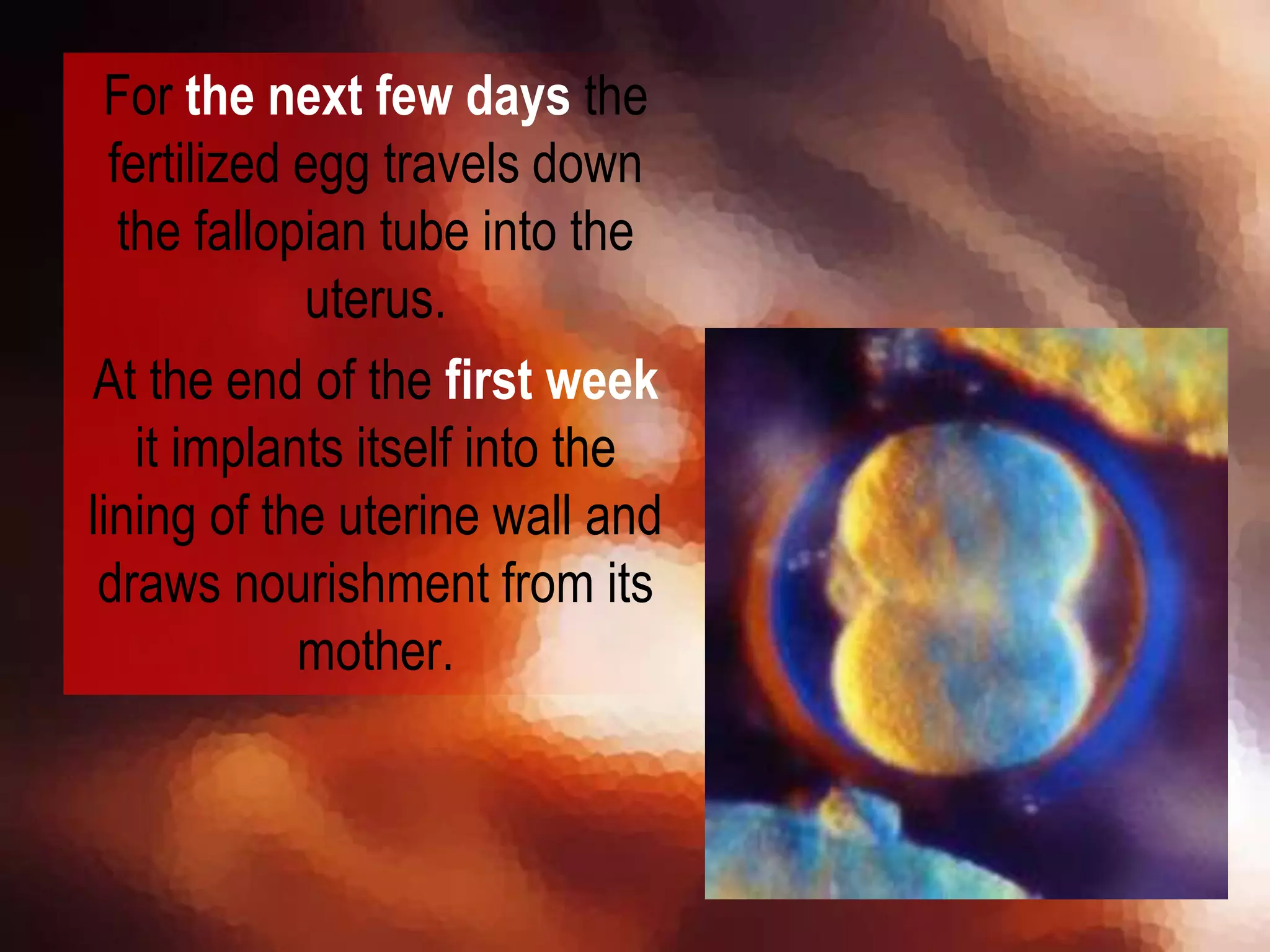 For the next few days the
fertilized egg travels down
the fallopian tube into the
uterus.
At the end of the first week
it implants itself into the
lining of the uterine wall and
draws nourishment from its
mother.
 