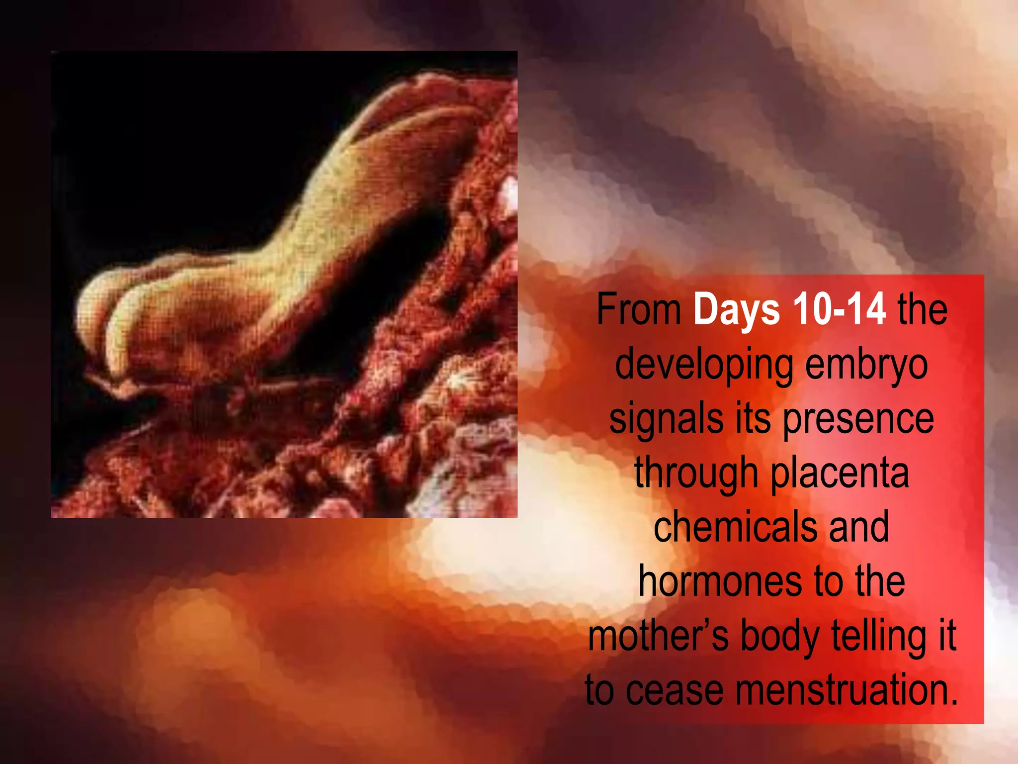 From Days 10-14 the
developing embryo
signals its presence
through placenta
chemicals and
hormones to the
mother’s body telling it
to cease menstruation.
 
