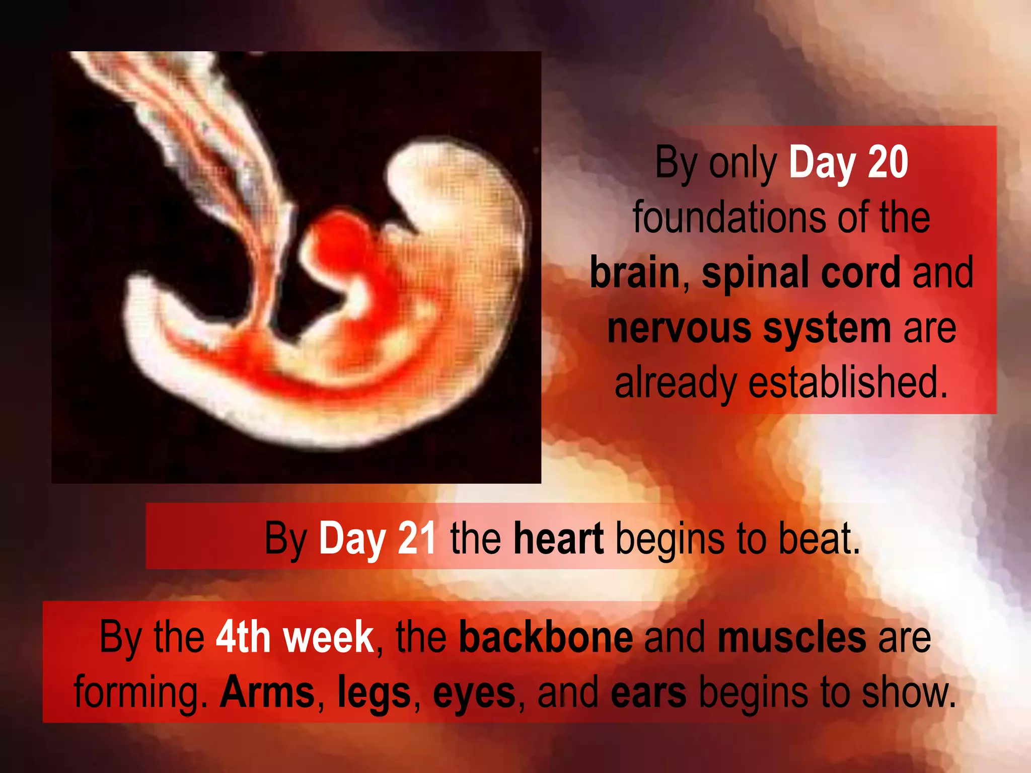 By Day 21 the heart begins to beat.
By the 4th week, the backbone and muscles are
forming. Arms, legs, eyes, and ears begins to show.
By only Day 20
foundations of the
brain, spinal cord and
nervous system are
already established.
 