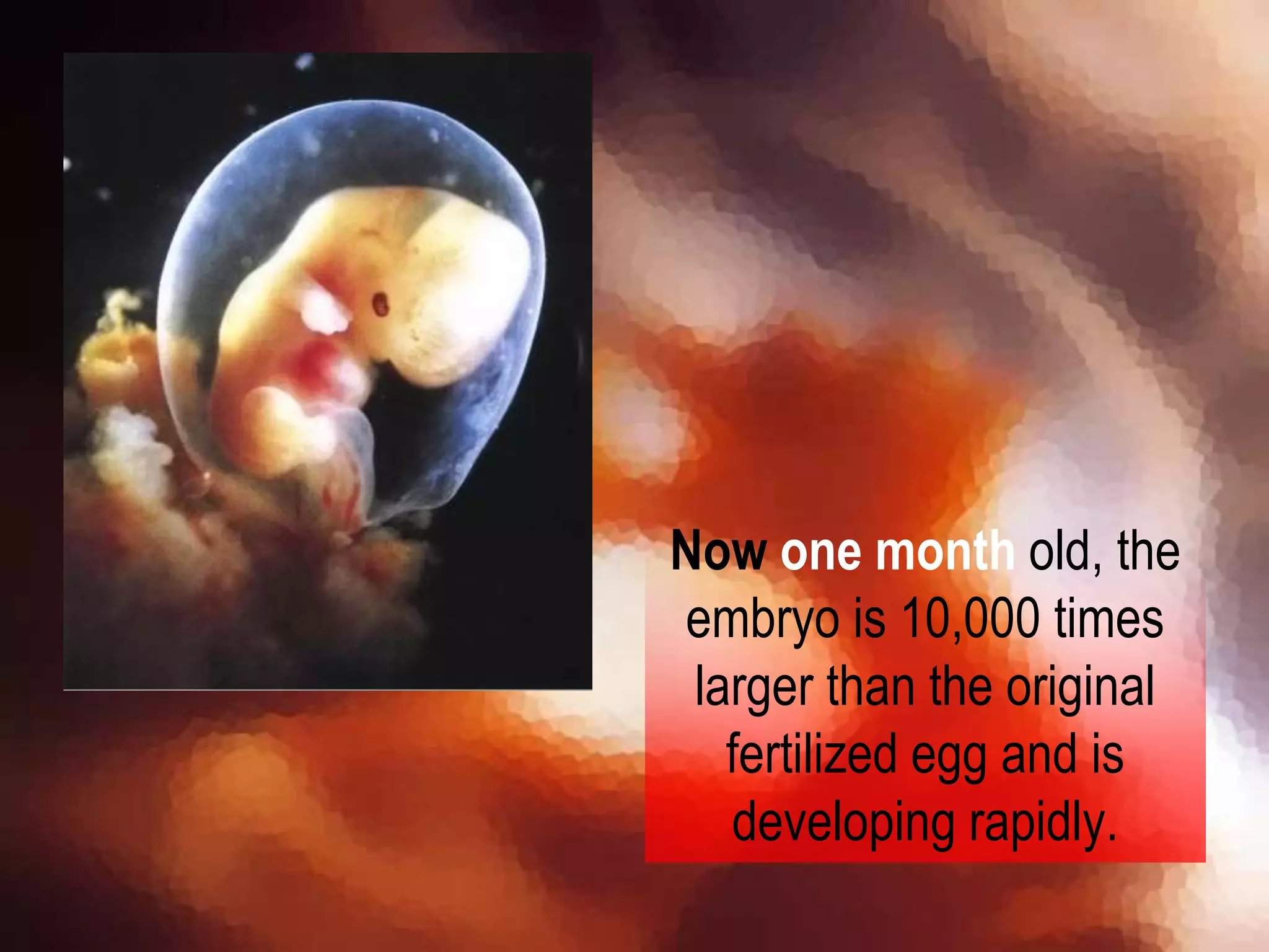 Now one month old, the
embryo is 10,000 times
larger than the original
fertilized egg and is
developing rapidly.
 