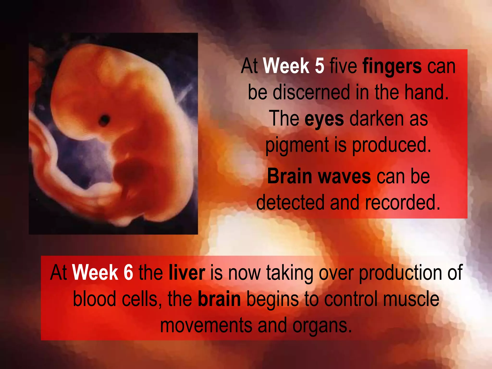At Week 5 five fingers can
be discerned in the hand.
The eyes darken as
pigment is produced.
Brain waves can be
detected and recorded.
At Week 6 the liver is now taking over production of
blood cells, the brain begins to control muscle
movements and organs.
 
