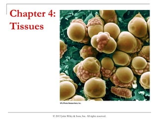 Chapter 4:
Tissues
© 2013 John Wiley & Sons, Inc. All rights reserved.
 