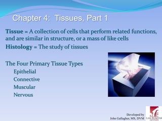 Chapter 4: Tissues, Part 1
Tissue = A collection of cells that perform related functions,
and are similar in structure, or a mass of like cells
Histology = The study of tissues

The Four Primary Tissue Types
   Epithelial
   Connective
   Muscular
   Nervous


                                                      Developed by
                                          John Gallagher, MS, DVM
 