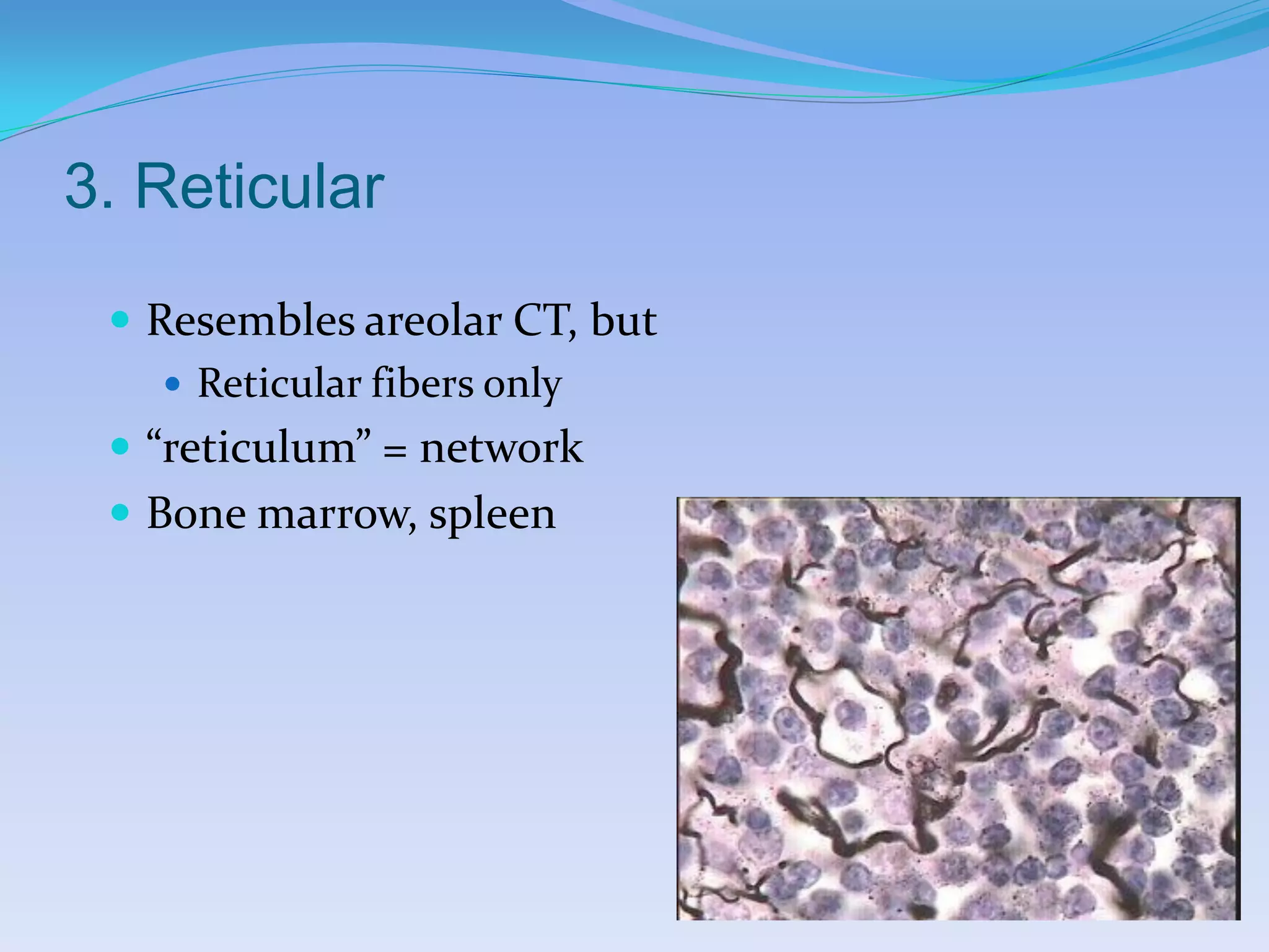 3. Reticular

  Resembles areolar CT, but
     Reticular fibers only
  “reticulum” = network
  Bone marrow, spleen
 