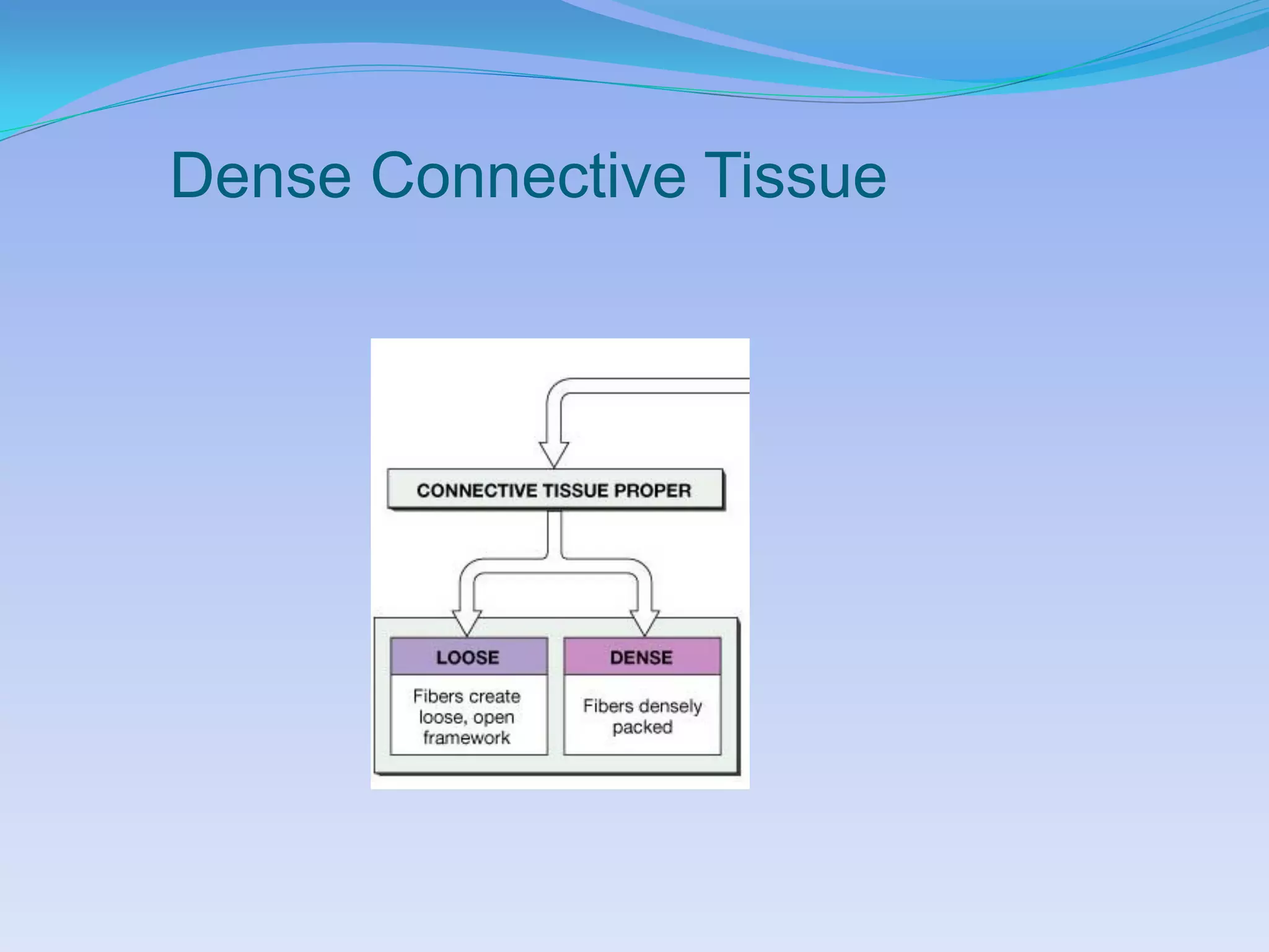 Dense Connective Tissue
 