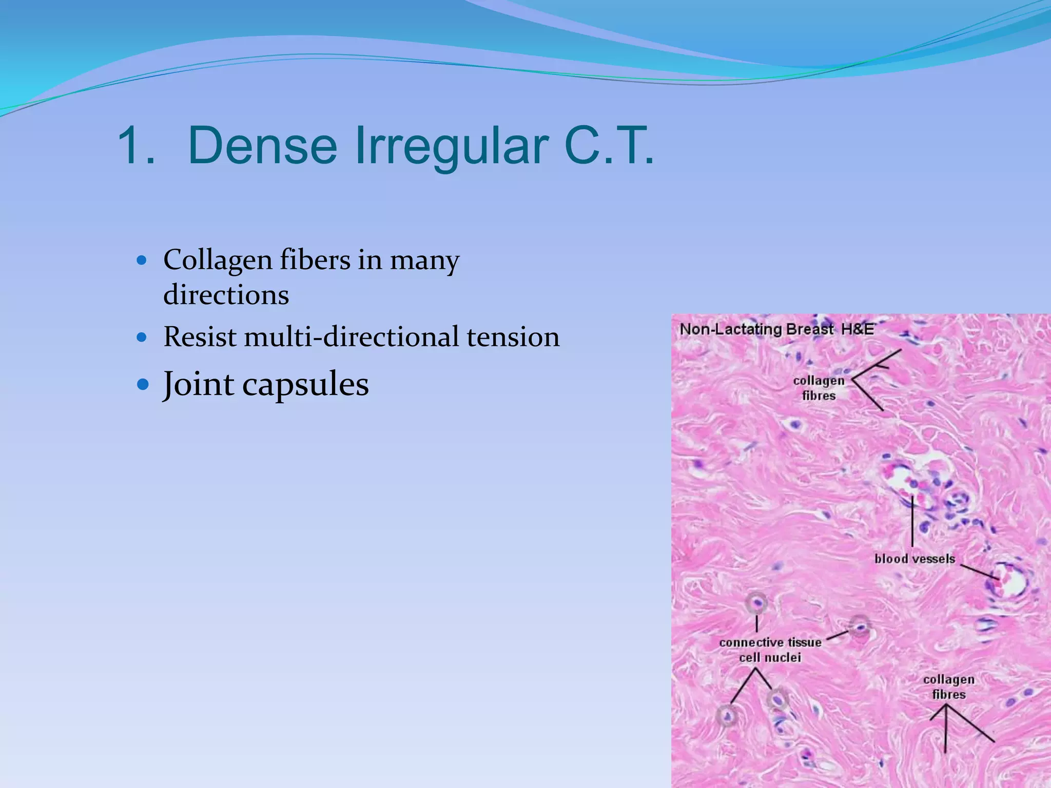 1. Dense Irregular C.T.

 Collagen fibers in many
  directions
 Resist multi-directional tension
 Joint capsules
 