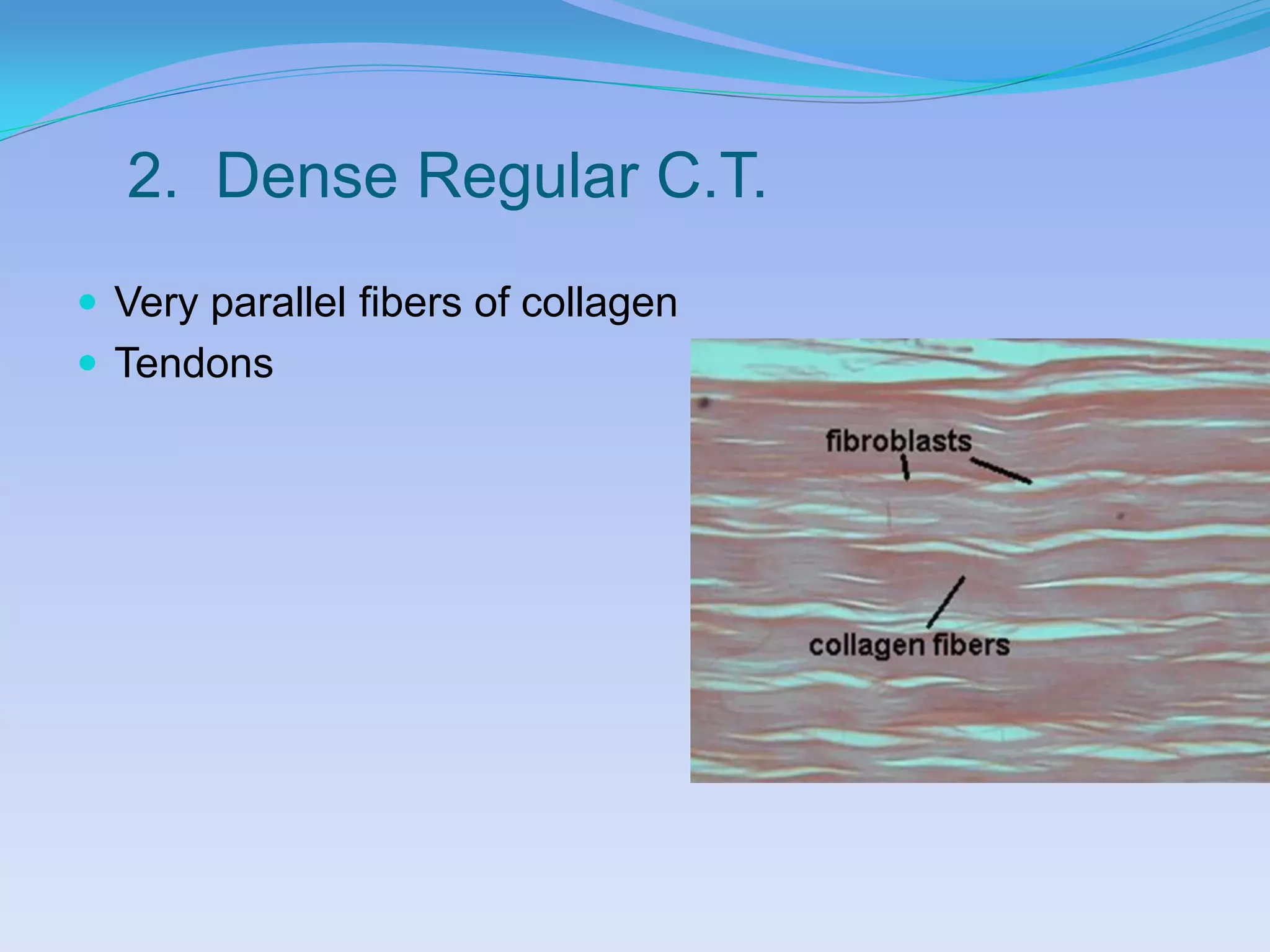 2. Dense Regular C.T.
 Very parallel fibers of collagen
 Tendons
 