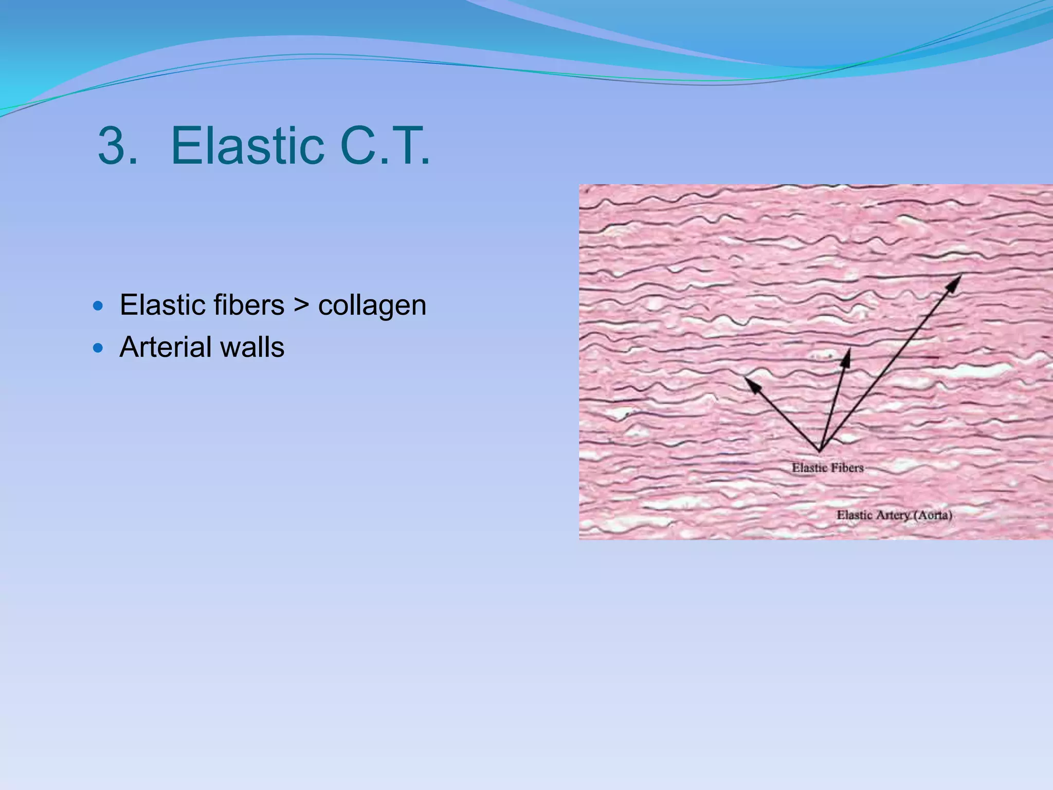 3. Elastic C.T.

 Elastic fibers > collagen
 Arterial walls
 
