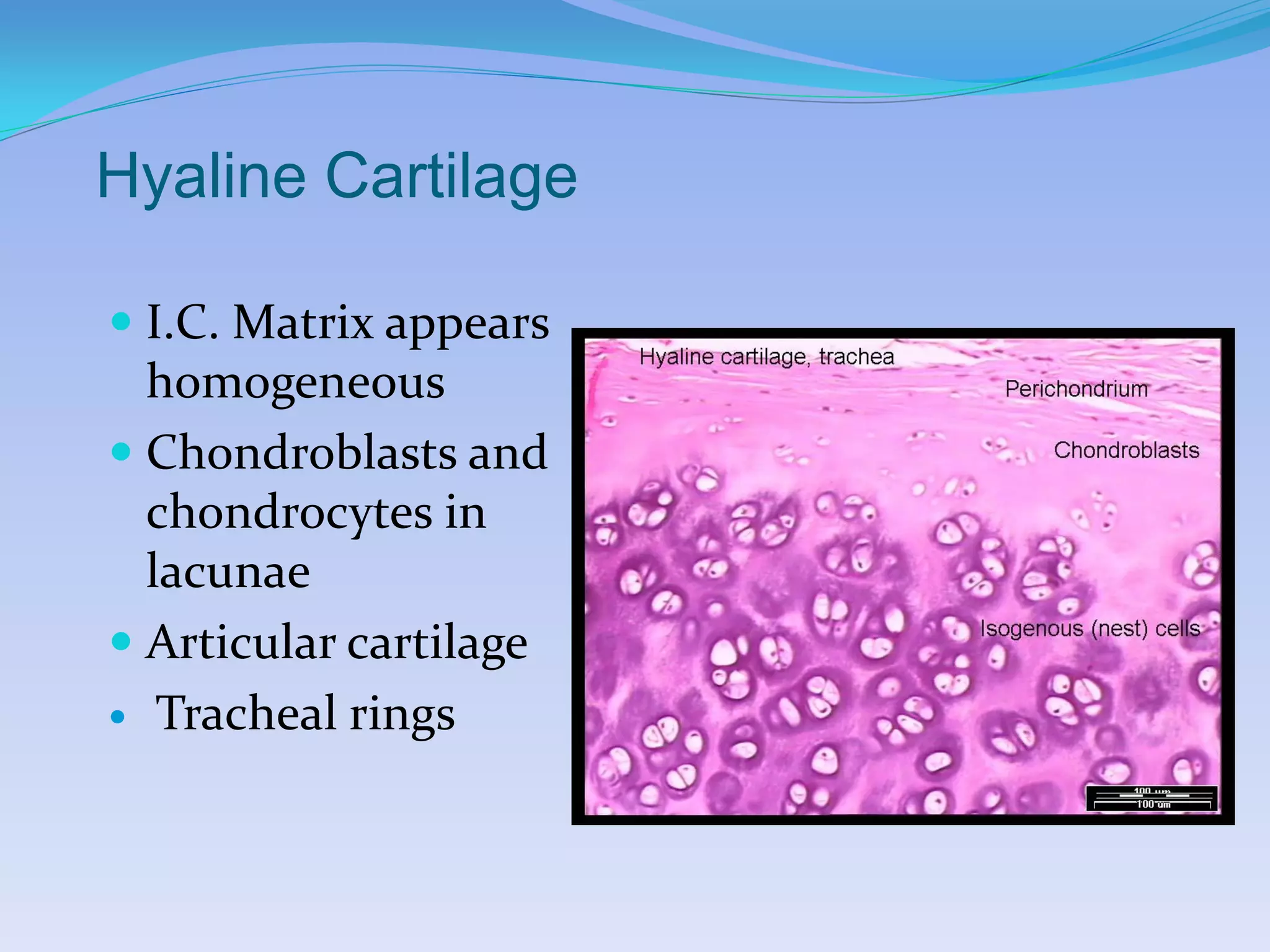 Hyaline Cartilage

 I.C. Matrix appears
  homogeneous
 Chondroblasts and
  chondrocytes in
  lacunae
 Articular cartilage
   Tracheal rings
 