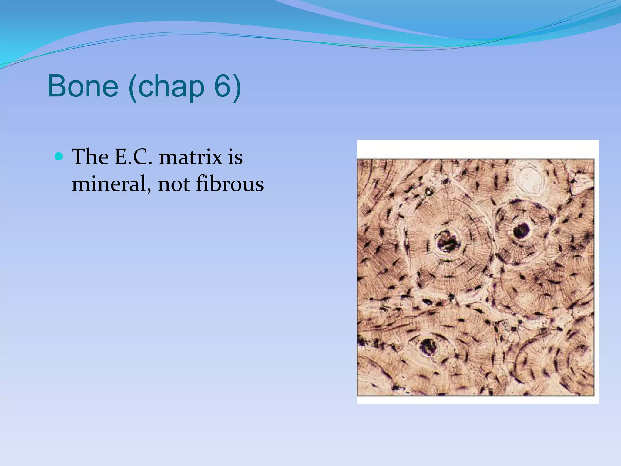 Bone (chap 6)

 The E.C. matrix is
 mineral, not fibrous
 