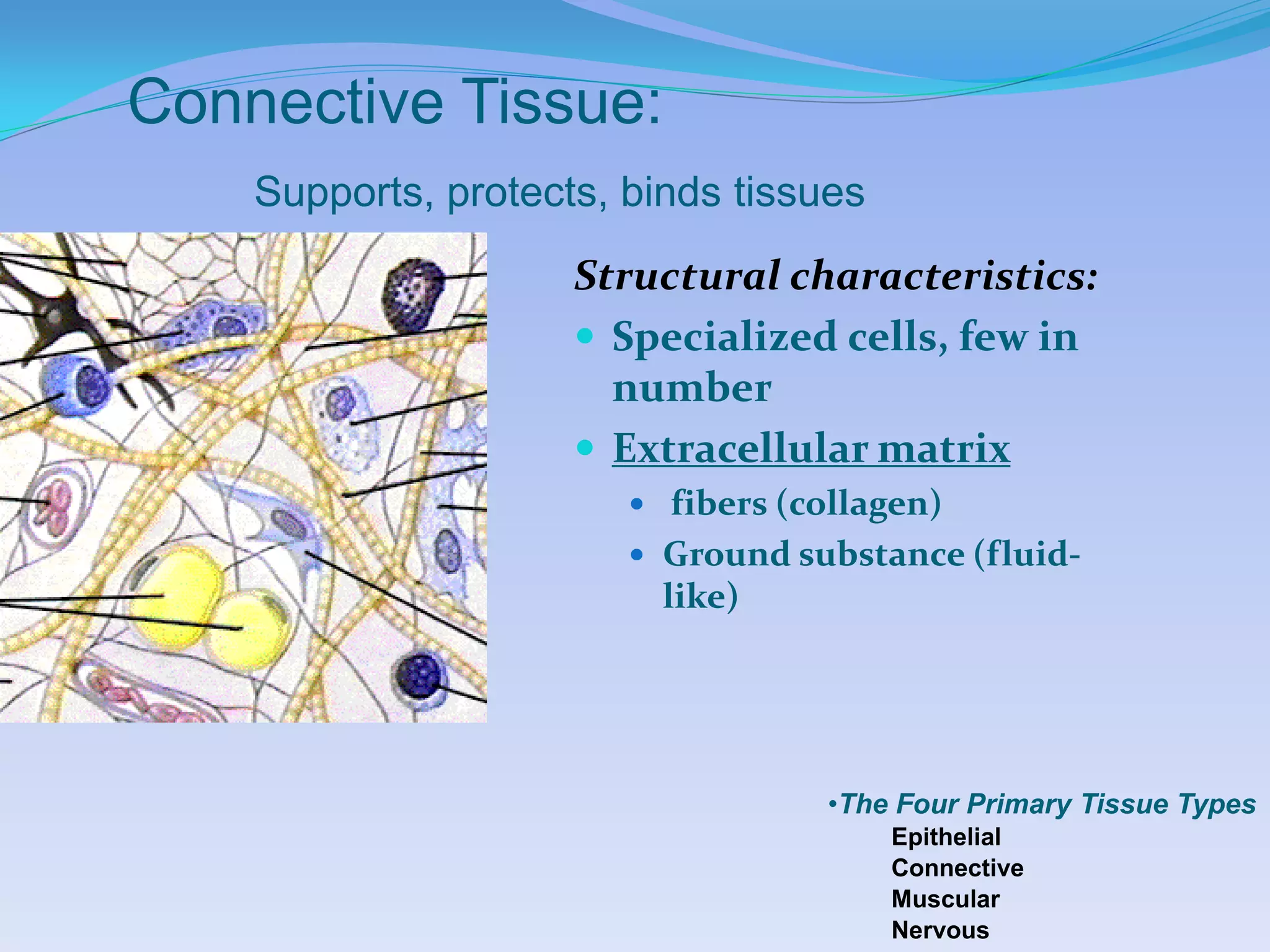 Connective Tissue:
    Supports, protects, binds tissues
                     Structural characteristics:
                      Specialized cells, few in
                       number
                      Extracellular matrix
                         fibers (collagen)
                         Ground substance (fluid-
                          like)




                                    •The Four Primary Tissue Types
                                        Epithelial
                                        Connective
                                        Muscular
                                        Nervous
 
