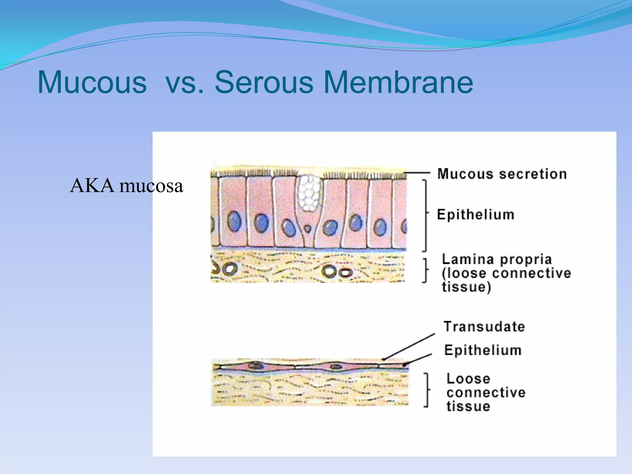 Mucous vs. Serous Membrane


 AKA mucosa
 