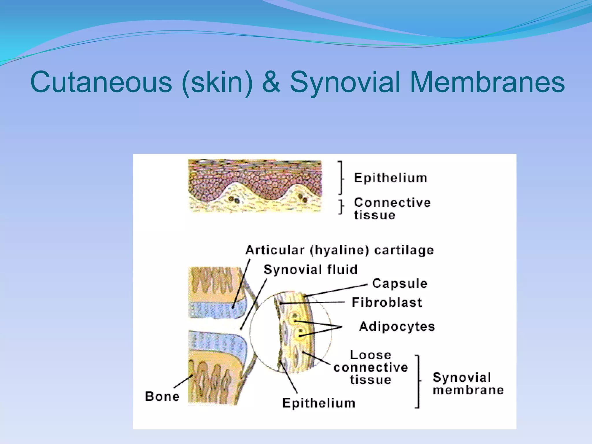 Cutaneous (skin) & Synovial Membranes
 